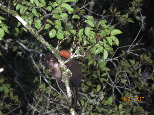 Hemibelideus lemuroides