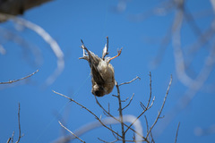 Turdus falcklandii magellanicus