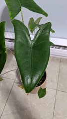 Alocasia zebrina