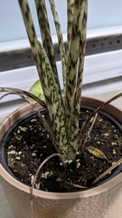 Alocasia zebrina