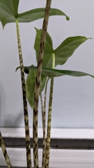 Alocasia zebrina