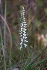 Spiranthes bightensis