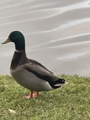 Anas platyrhynchos