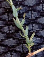 Wahlenbergia cuspidata