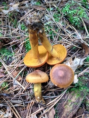 Cortinarius malicorius