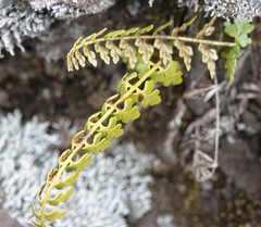 Asplenium aethiopicum