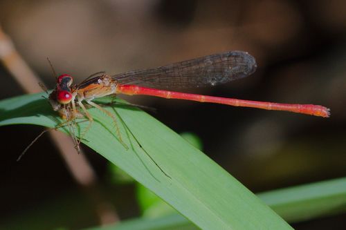Duckweed Firetail photo 4