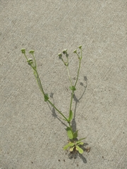 Valerianella radiata