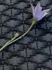 Wahlenbergia cuspidata