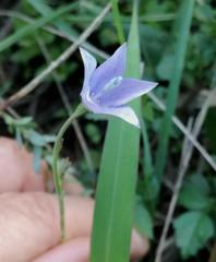 Wahlenbergia cuspidata