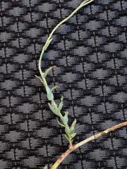 Wahlenbergia cuspidata