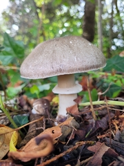 Agaricus deardorffensis
