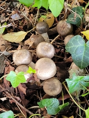 Agaricus deardorffensis