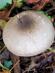 Agaricus deardorffensis