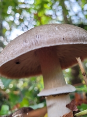 Agaricus deardorffensis