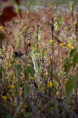 Spiranthes bightensis