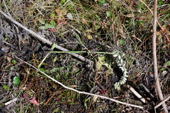 Spiranthes bightensis