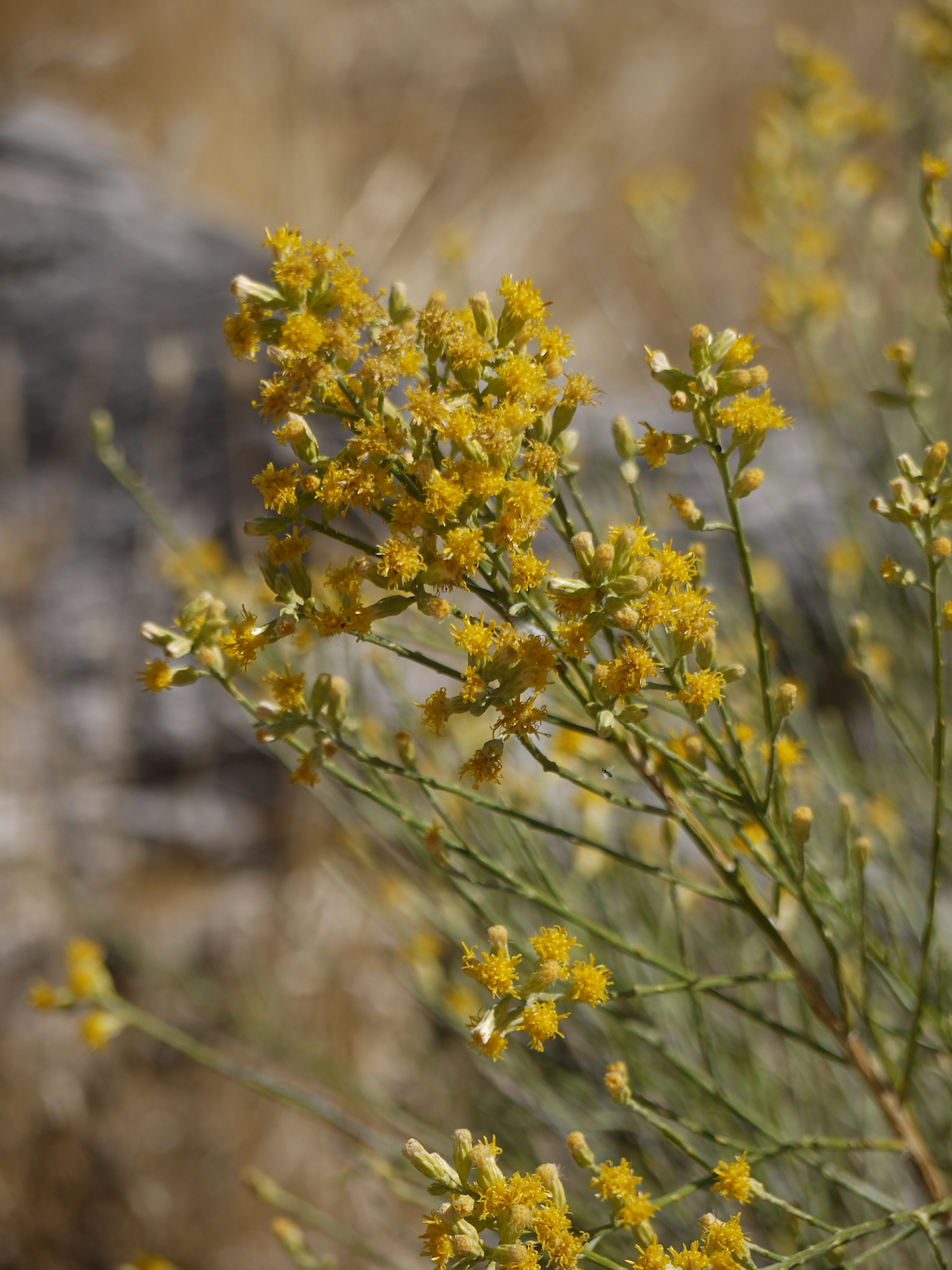 Lepidospartum