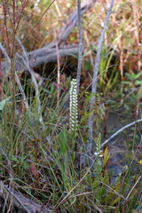 Spiranthes bightensis
