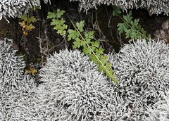 Asplenium aethiopicum