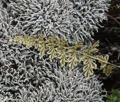 Asplenium aethiopicum