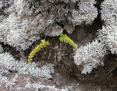 Asplenium aethiopicum