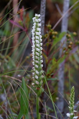 Spiranthes bightensis