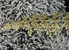 Asplenium aethiopicum