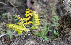 Asplenium aethiopicum