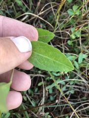 Solidago latissimifolia