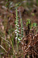 Spiranthes bightensis