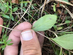 Solidago latissimifolia