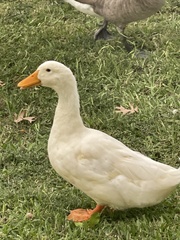 Anas platyrhynchos domesticus