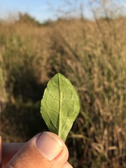 Solidago latissimifolia