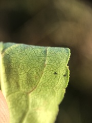 Solidago latissimifolia