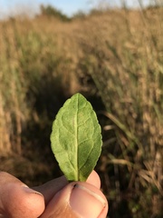 Solidago latissimifolia