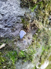 Celastrina argiolus