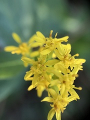Solidago latissimifolia