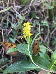Solidago latissimifolia