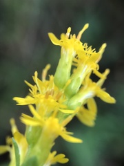 Solidago latissimifolia