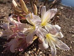Ammocharis longifolia