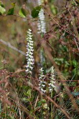 Spiranthes bightensis