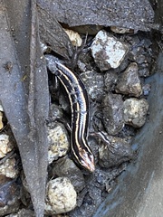 Plestiodon finitimus