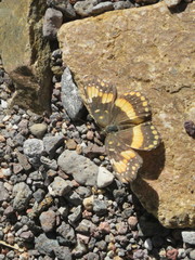 Chlosyne californica