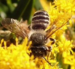 Megachile