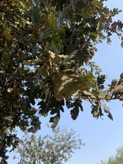 Andricus kingi