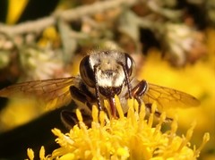 Megachile