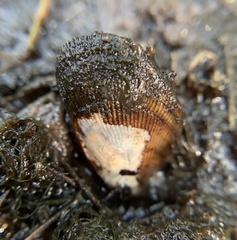 Geukensia granosissima image
