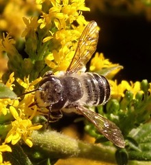 Megachile
