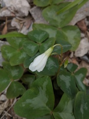 Oxalis triangularis